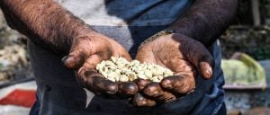 A Nepali farmer holds locally grown coffee beans in his hands [image by: Abhaya Raj Joshi]