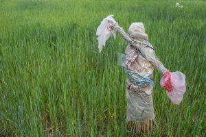 <p>A scarecrow made up of plastic in a wheat field in Gokarna near Bagmati River in Kathmandu Valley [image by: Nabin Baral]</p>
