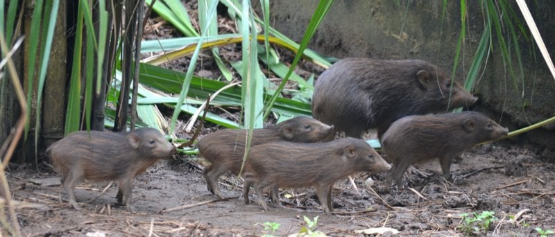 The pygmy hogs could not be released into the wild until they had learned to navigate the dangers