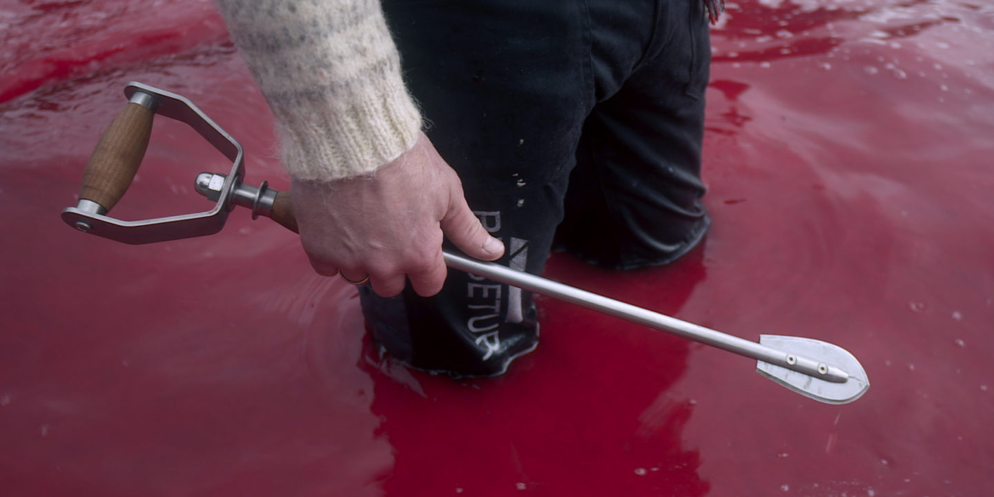 男人站在被鲸鱼血水染红的水里，当地人用特制的“更人性化的”工具杀死鲸鱼。