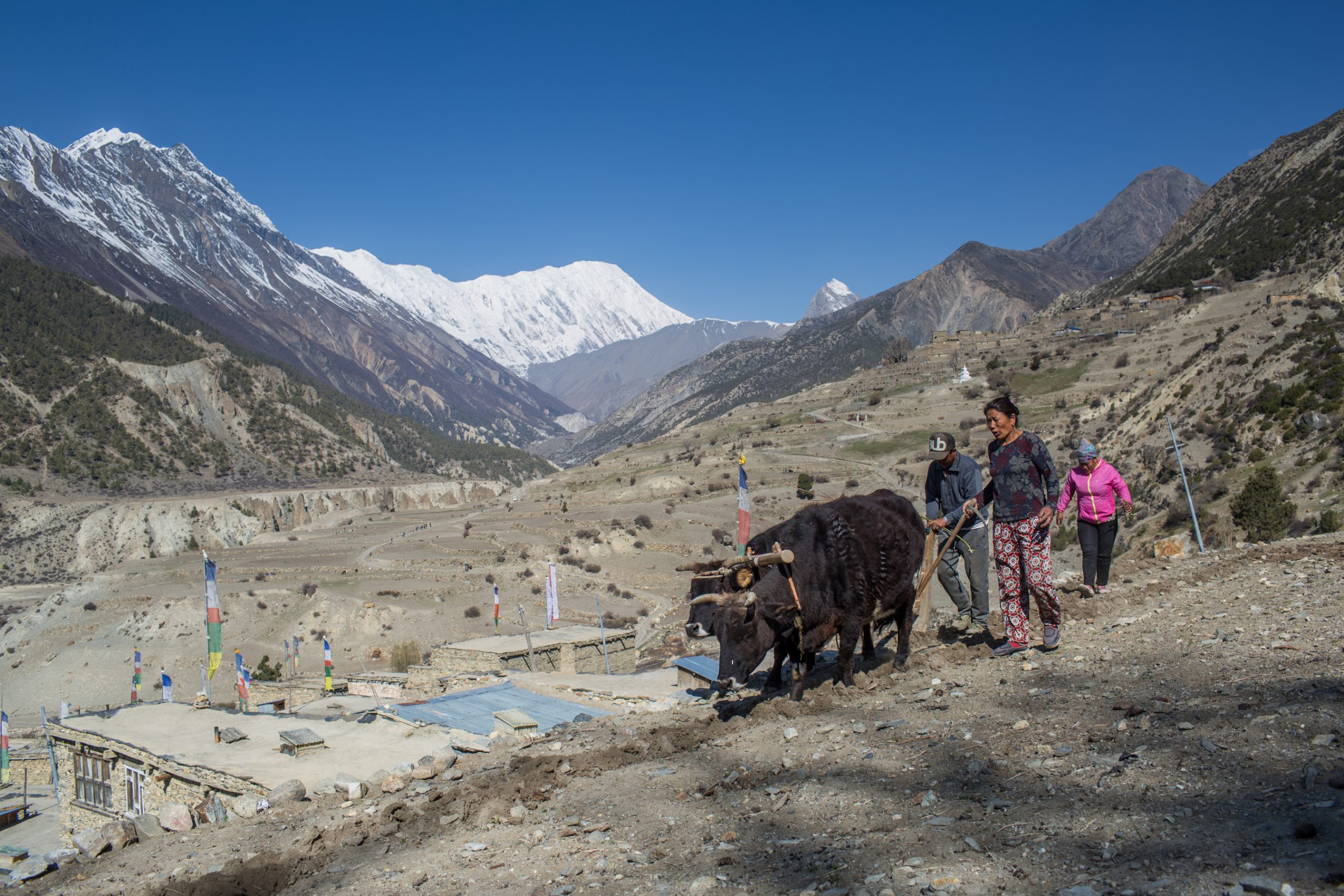 <p>Farmer ploughing a field in Manang in 2018.</p>