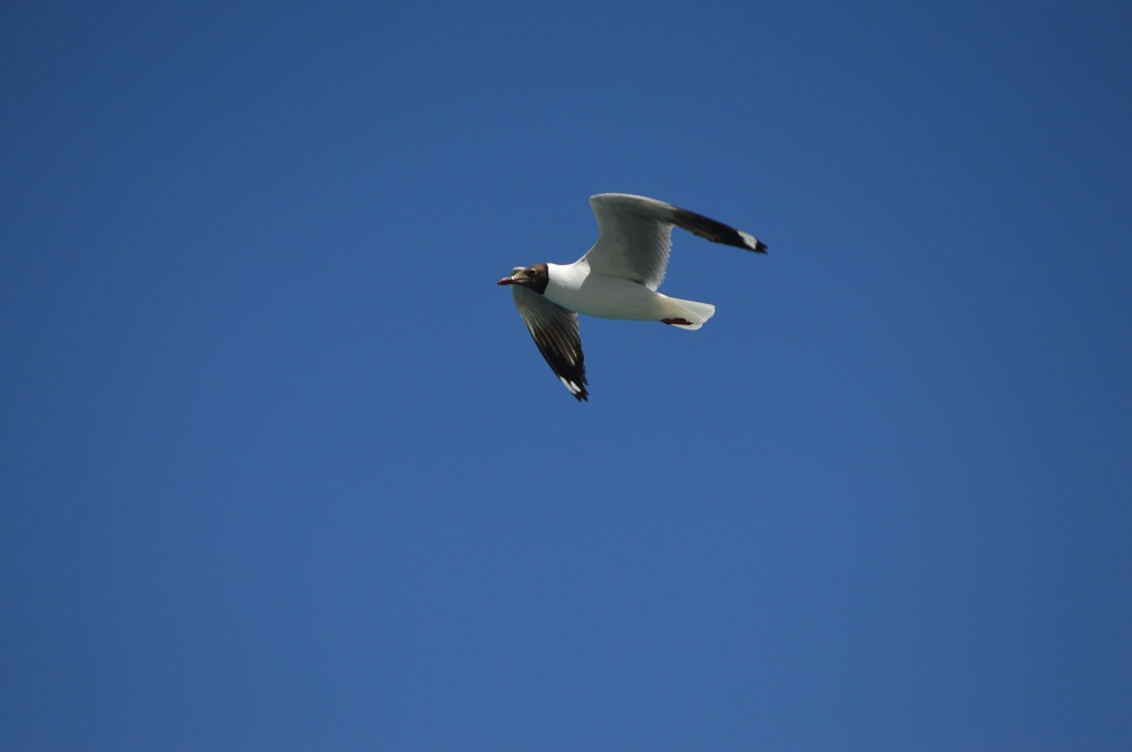 bird flying over Pangong Lake