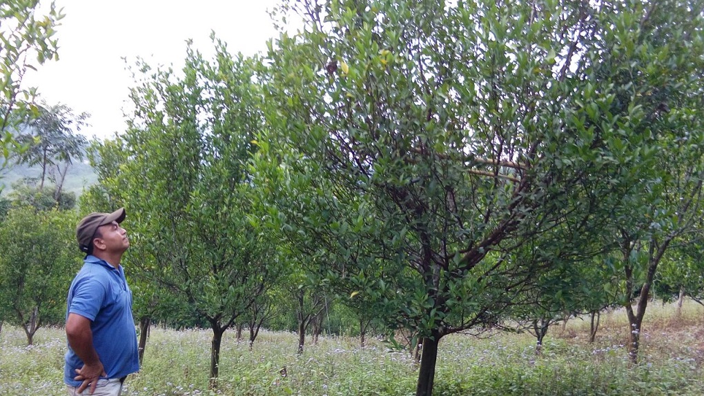 <p>Marshan Pyrnge in his orange orchard [image courtesy: Marshan and Nelson]</p>