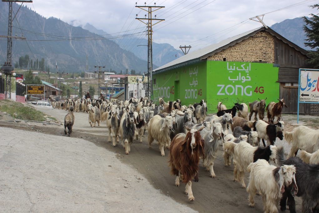 goats in Kalam village
