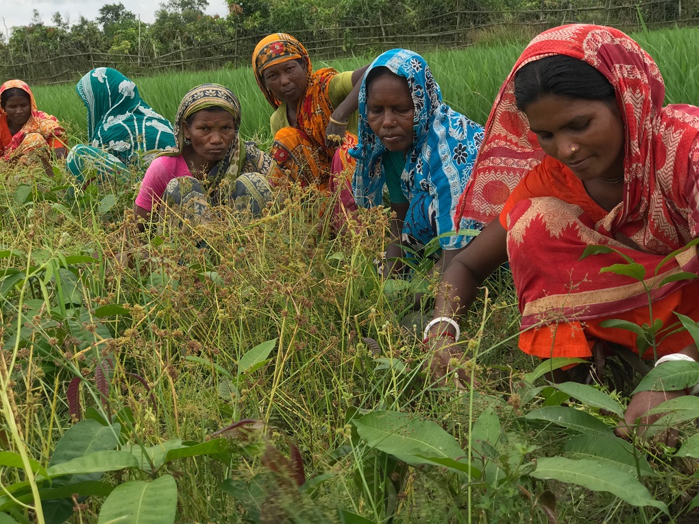 <p>Women from indigenous communities tend to a young mango orchard next to a paddy field in northwestern Bangladesh [Image by: Kamran Reza Chowdhury]</p>