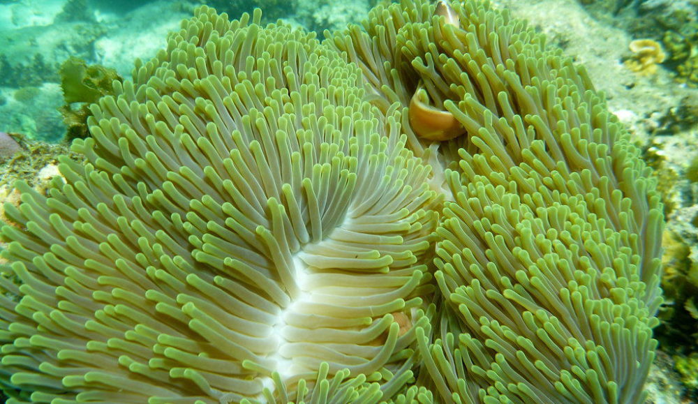 National Coral Protected Area at Xuwen, Guangdong Province