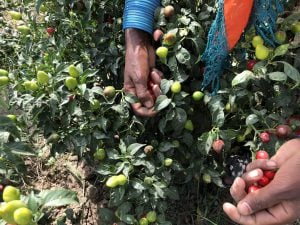 <p>Women make up much of the labour force on chilli farms in Pakistan [image by: Zofeen T. Ebrahim]</p>