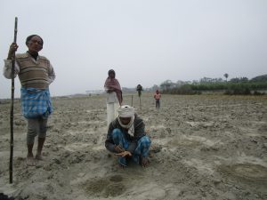 <p>Landless farmers in Laukariya village of West Champaran, Bihar, practise silt farming in which they grow vegetables on sand deposited by the Gandak river [image by: Nidhi Jamwal]</p>