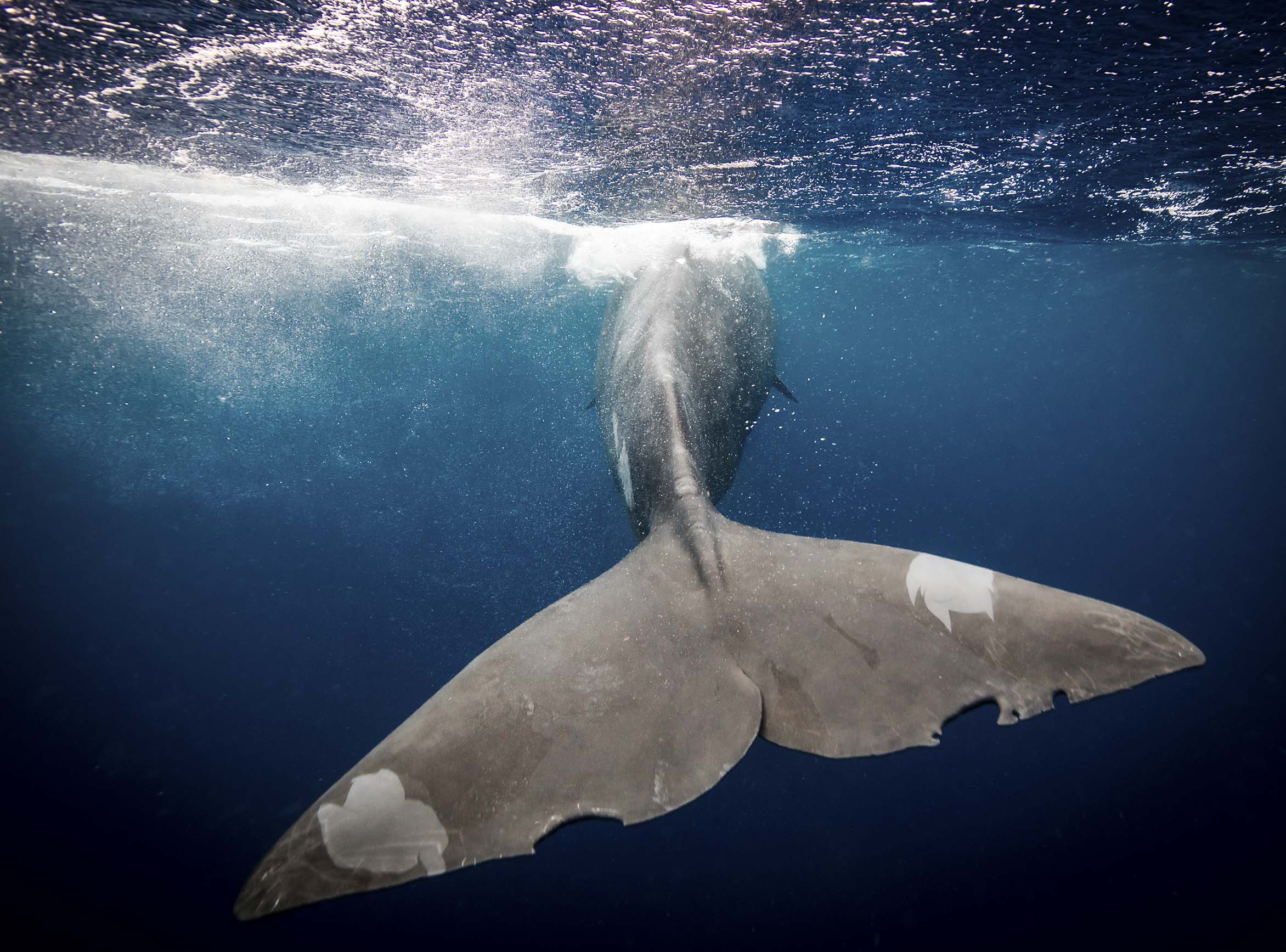 Sperm whales socialise on the surface, but dive to depths of over 1,000 metres in search of squid to feed on.