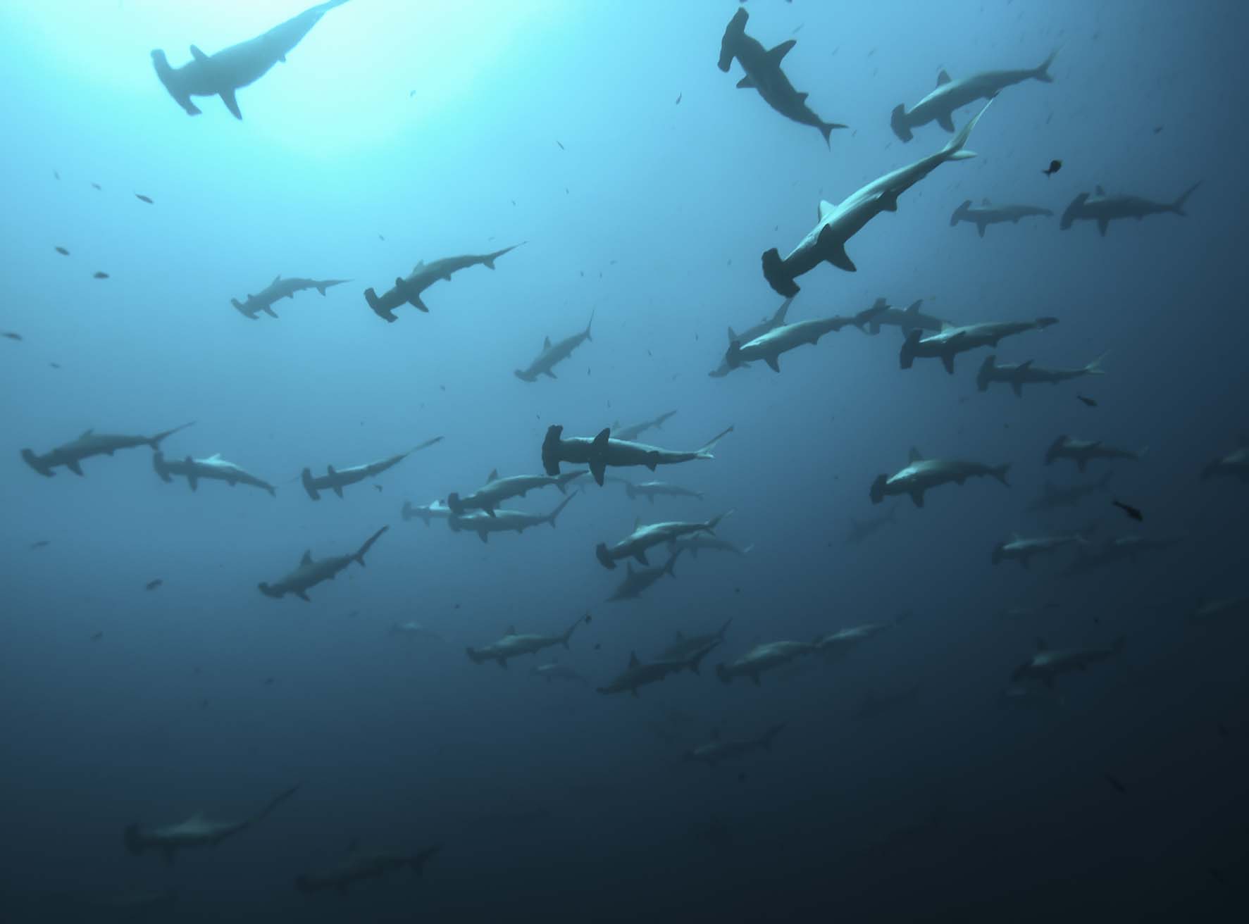 Schools of scalloped hammerhead sharks.