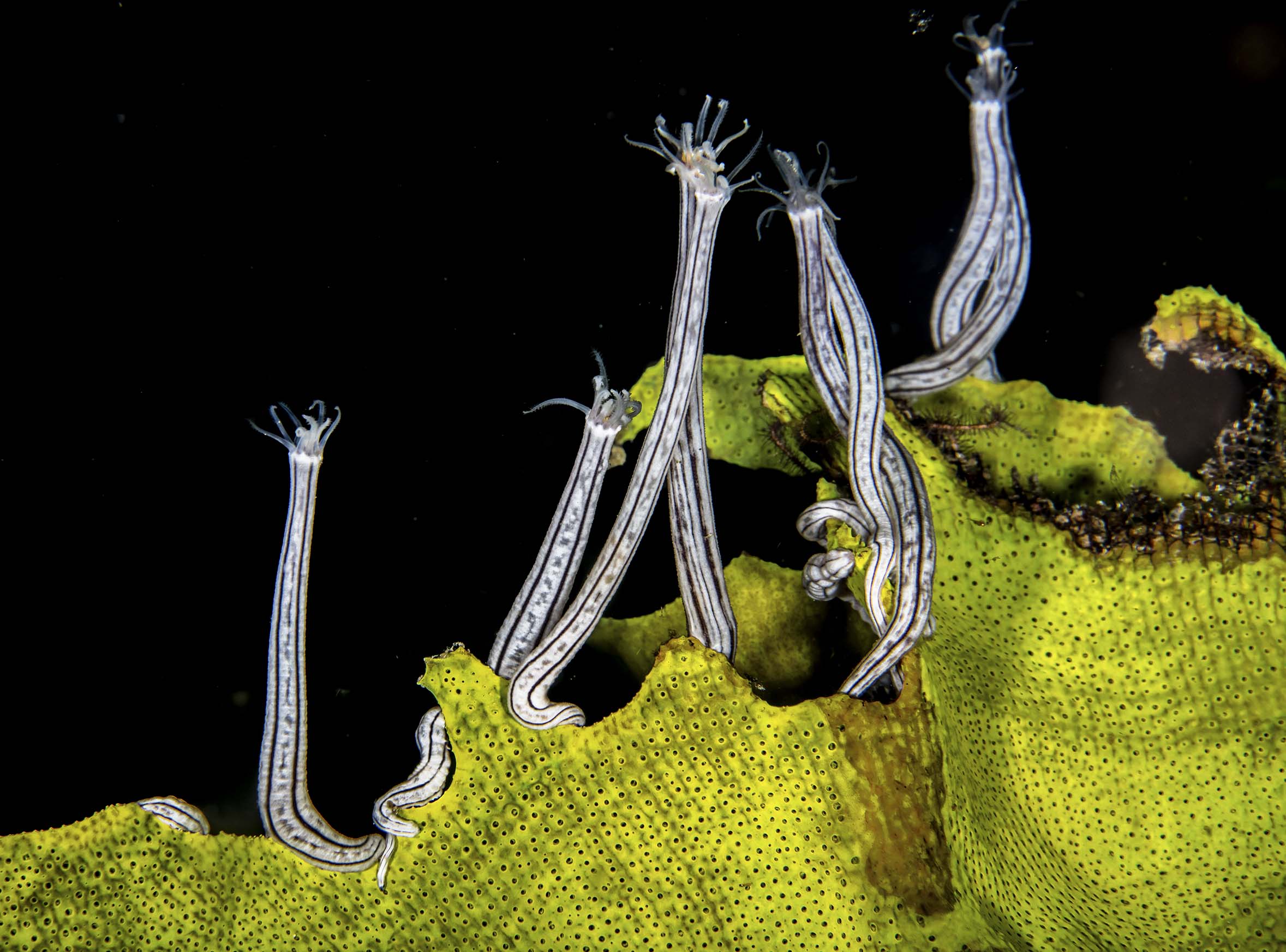 Lambert’s worm sea cucumbers live in groups on sponges, sifting food from the water.