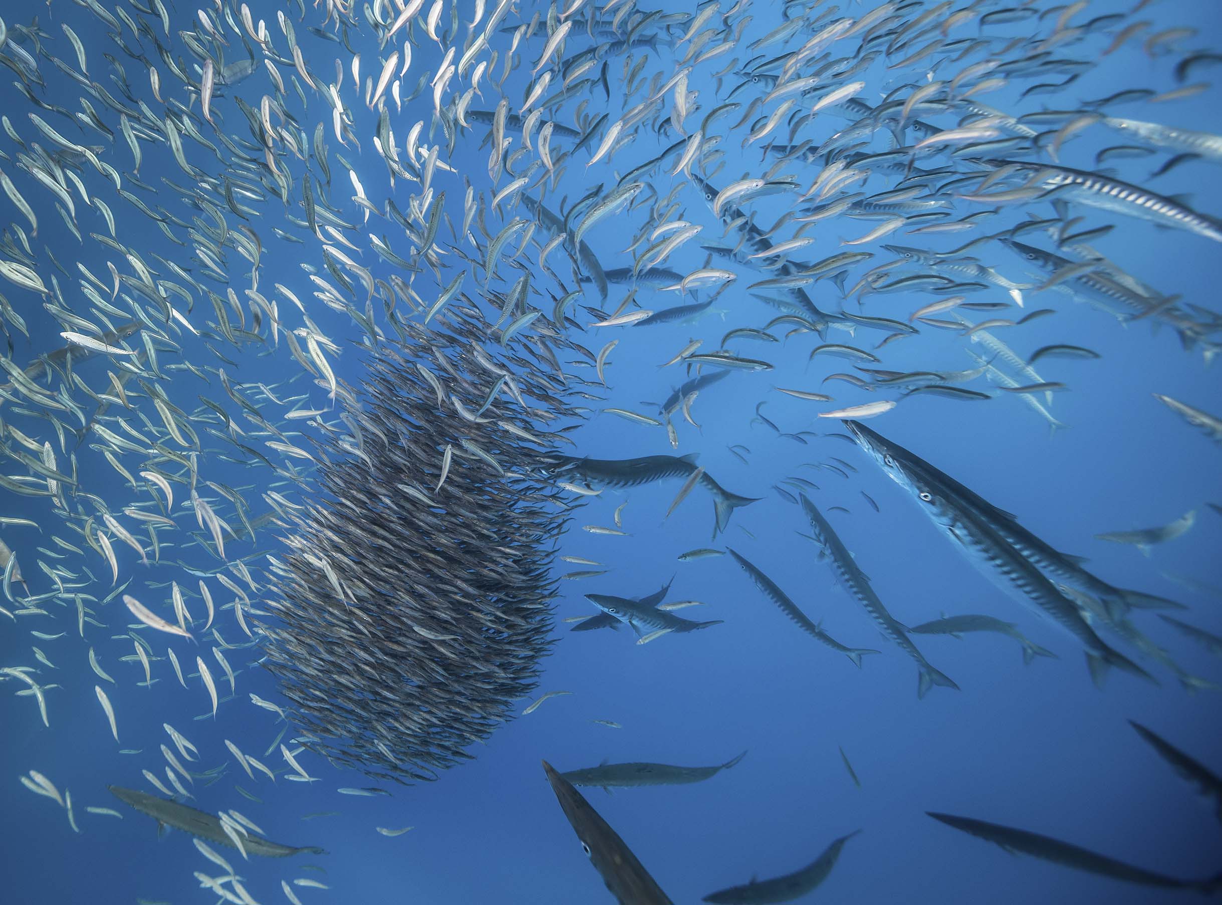 Barracudas hunting a bait-ball.