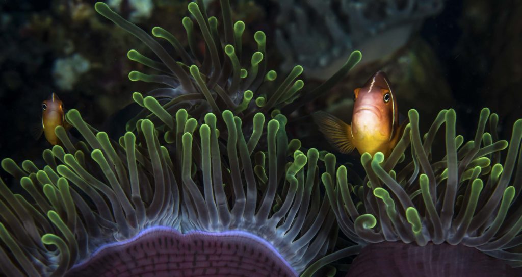 Anemone fish among the protective tentacles of their anemone home.