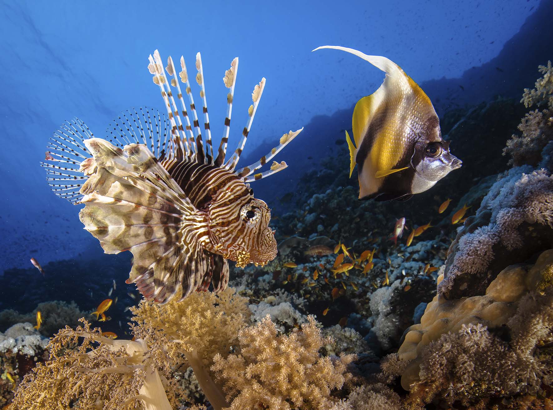 Native to the Indo-Pacific, lionfish are voracious hunters that feed on other fish from coastal mangroves down to a depth of 300 metres. They disorientate their prey by blowing a jet of water at them before swallowing them whole.