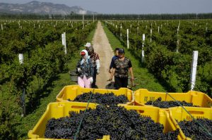 <p>Chinese farmers pick grapes in a vineyard in Changli county, Hebei province [image by: Lou Linwei / Alamy Stock Photo]</p>