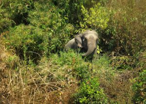<p>An Asian elephant in Cox&#8217;s Bazar [Image by: Syedabbas321/commons.wikimedia CC BY-SA 4.0]</p>