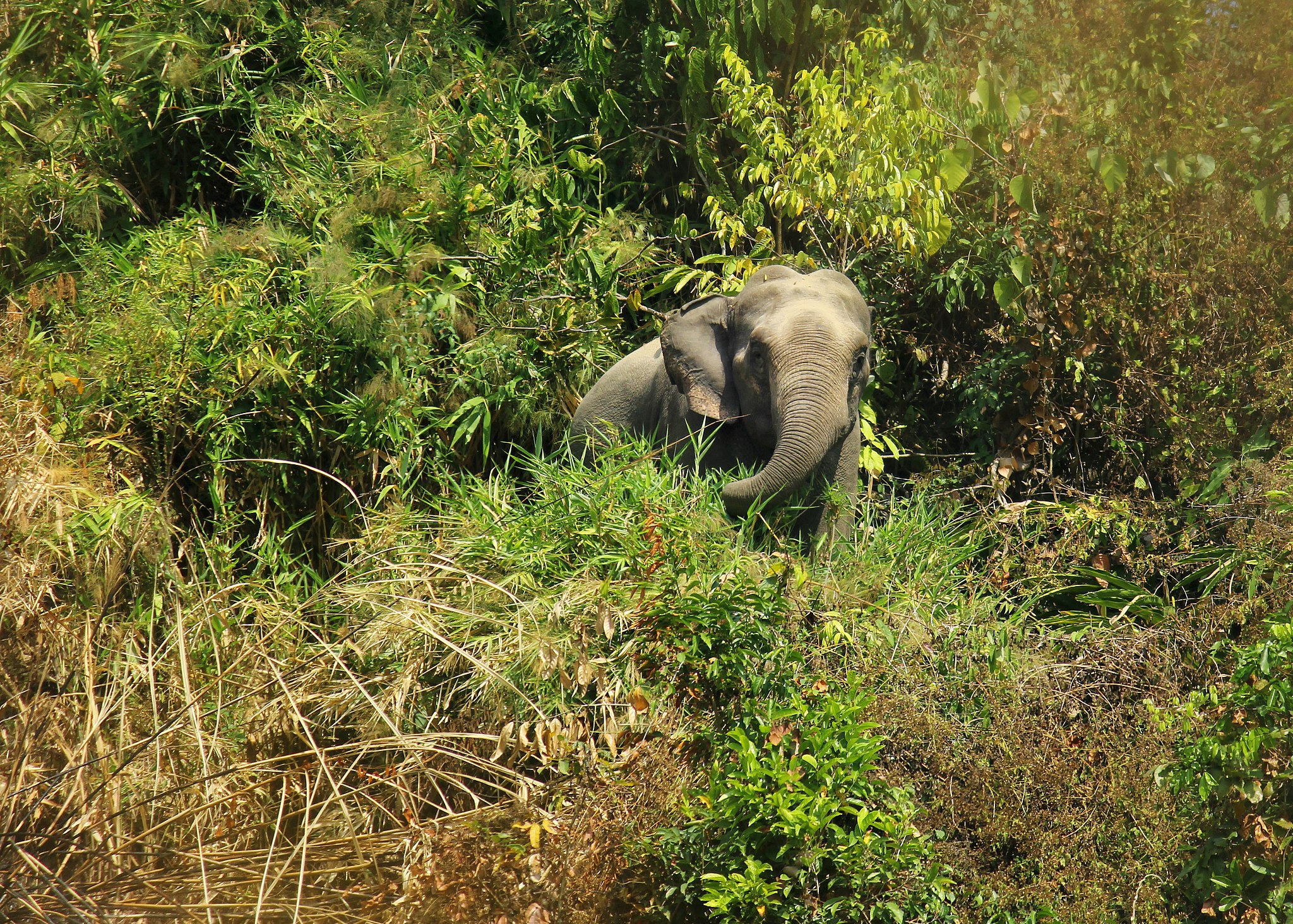 <p>An Asian elephant in Cox&#8217;s Bazar (Image: Syedabbas321/Wikimedia Commons, CC BY-SA 4.0)</p>
