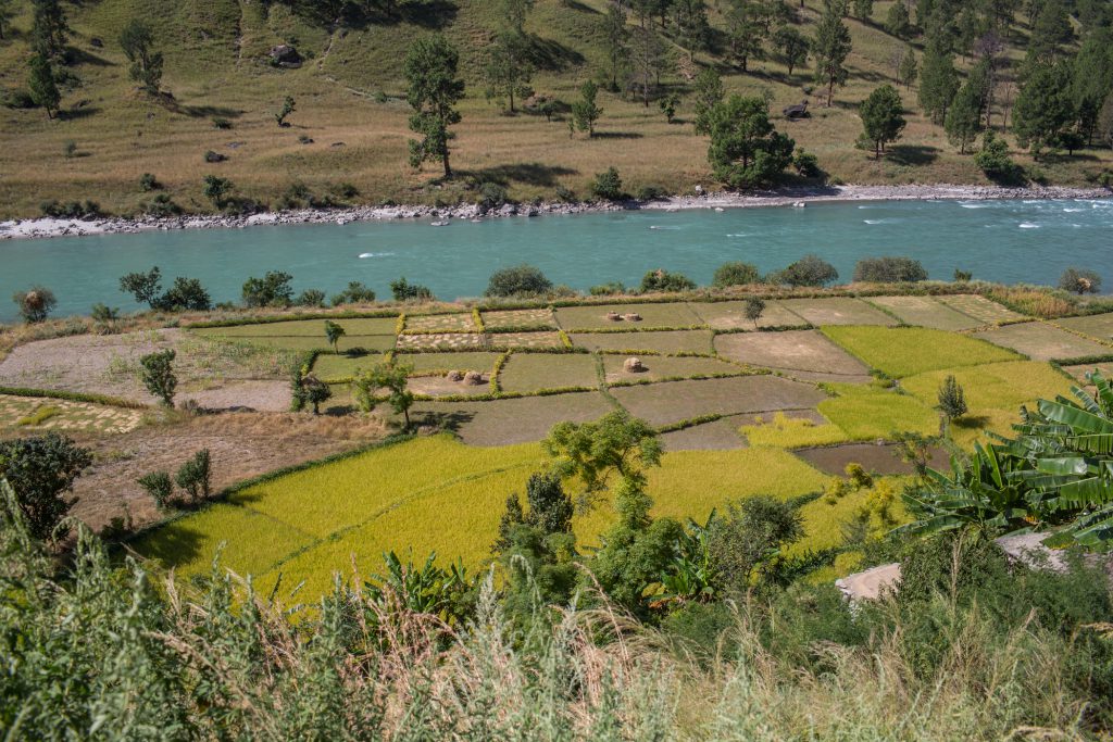 Karnali River, rice terraces on the flood plains of Karnali River