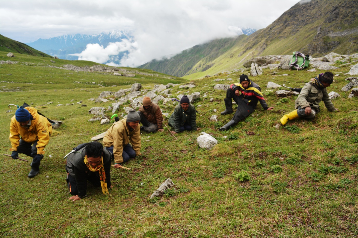 <p>Harvesting of caterpillar fungus in Askot in Uttarakhand state, Western Himalayas  (Photo by Muzamil Ahmad)</p>