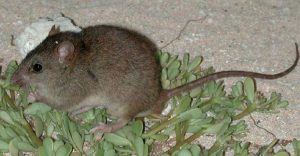 <p>The Bramble Cay melomys has officially been declared extinct [image by: State of Queensland, CC BY 3.0 au / Wikicommons]</p>