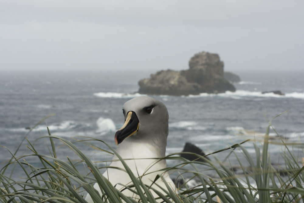 Grey-headed albatross in the Diego Ramírez-Drake Passage park
