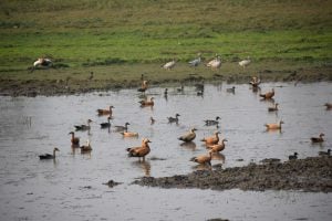 Ducks and Geese in a Brahmaputra wetland in Kaziranga