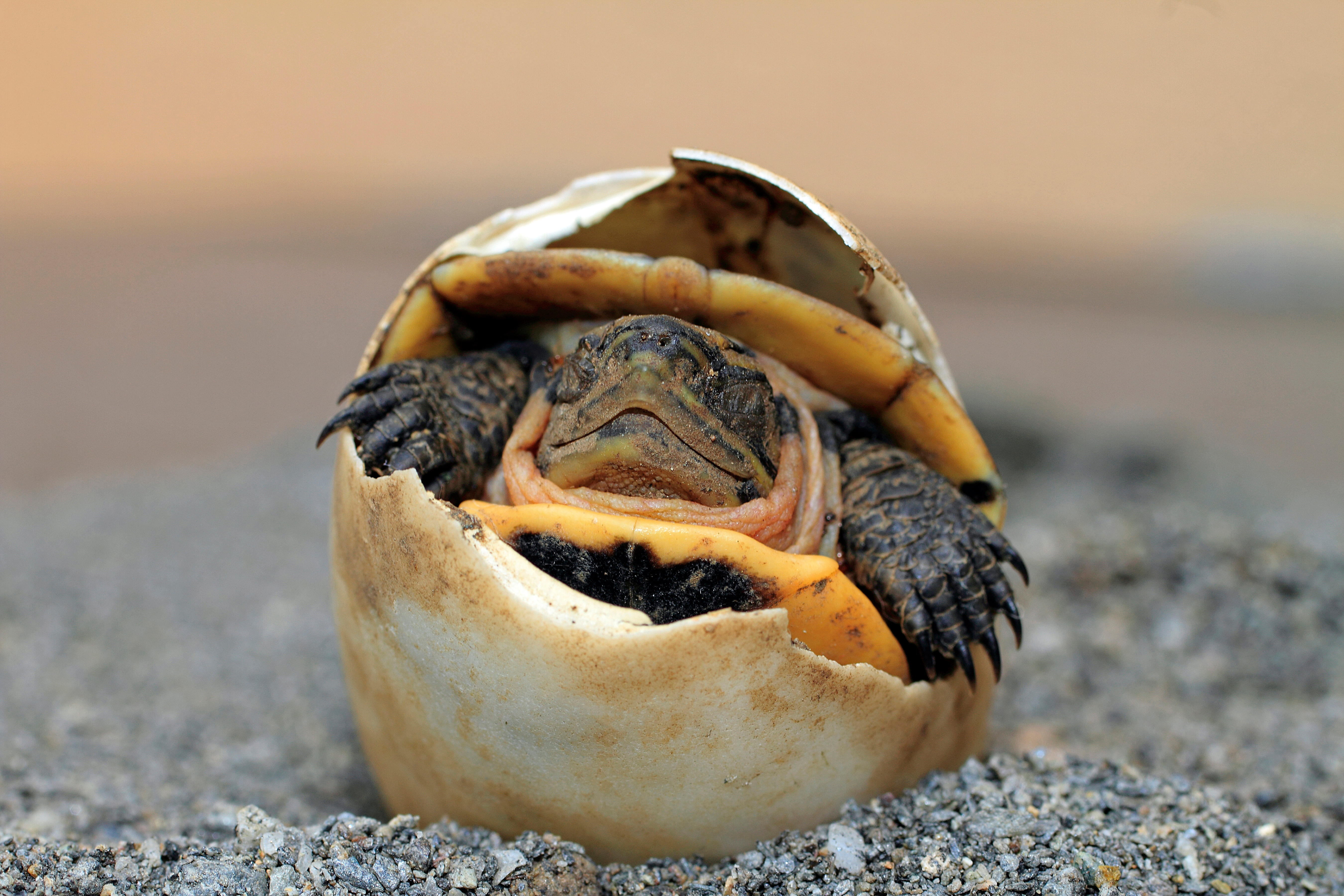 一只刚从蛋裡孵化出来的安布闭壳龟，这是一种濒危的东南亚淡水龟 图片来源:Alamy