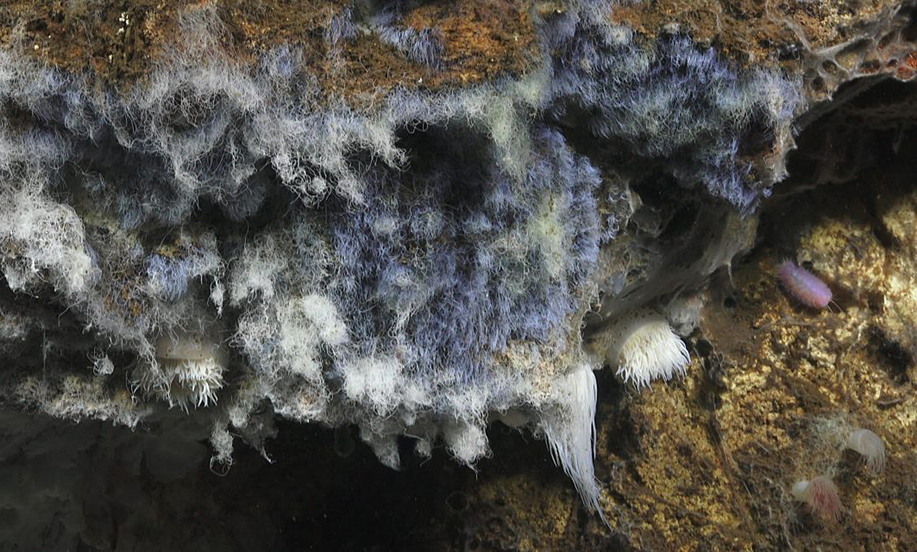 Blue and white microbes on a hydrothermal vent in the Pescadero Basin of the Gulf of Mexico. In the absence of sunlight these microbes rely on chemosynthesis to survive. Many organisms, including the scaleworm visible to the right, feed on them. (Schmidt Ocean Institute)