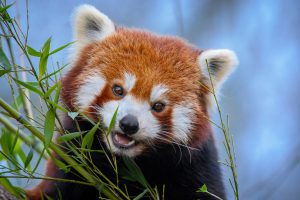 <p>A red panda (Image: Mathias Appel)</p>