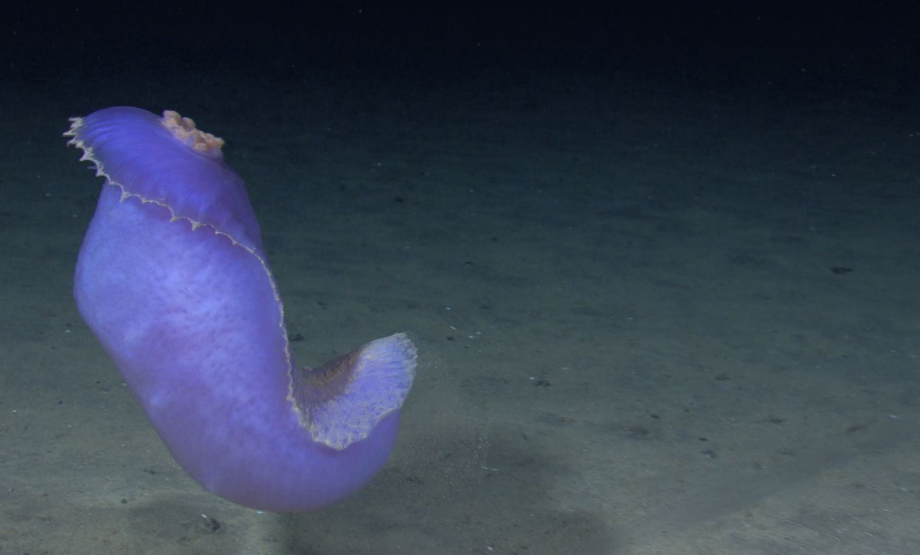 A sea cucumber “dancing” at approximately 1,500m depth off Kona, Hawaii. The cucumbers occasionally lift off, apparently to evade predators or move more quickly from A to B. (NOAA)