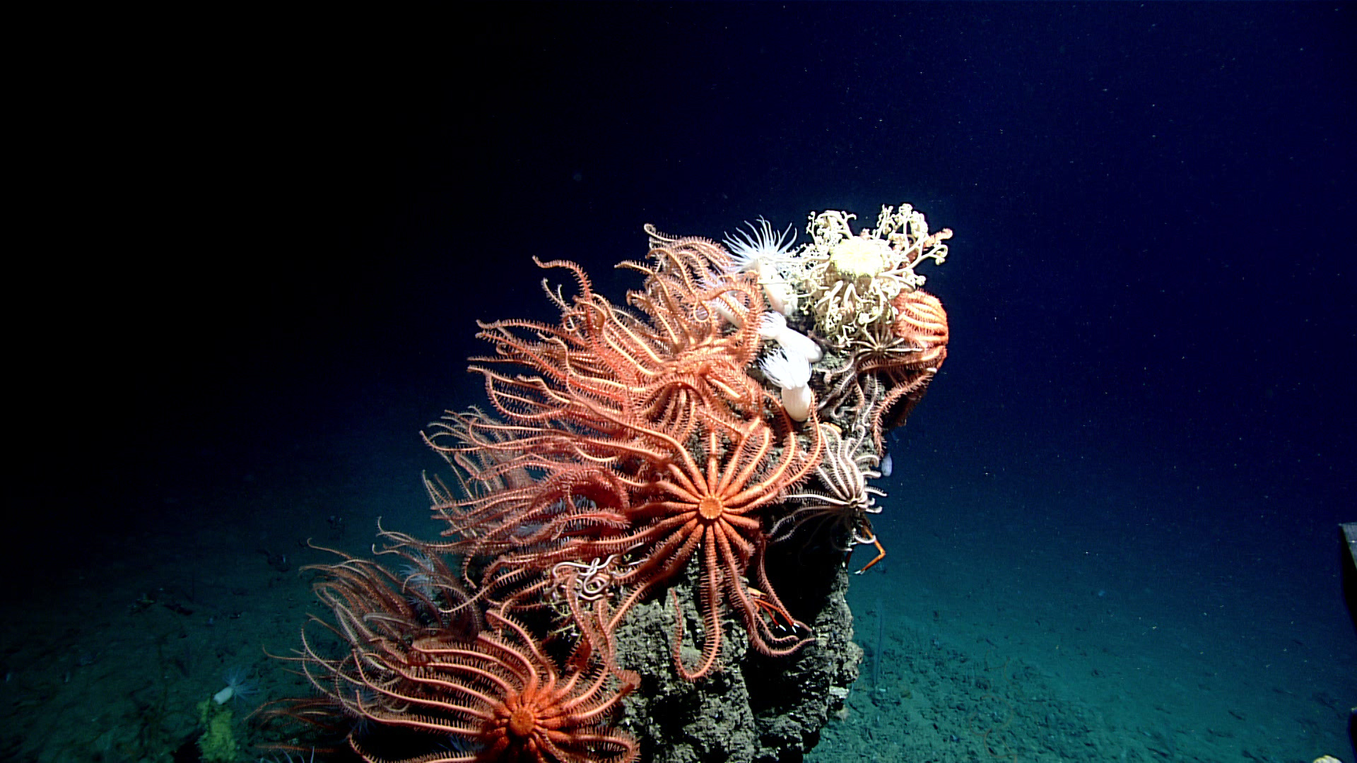 深海中这个2米高的岩石上悬浮着各式各样的海星群。