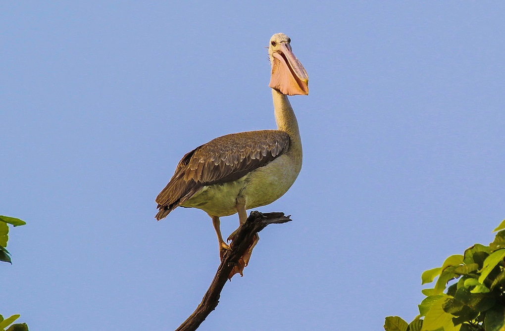 A great white Pelican perched imperiously at Jagdishpur Lake