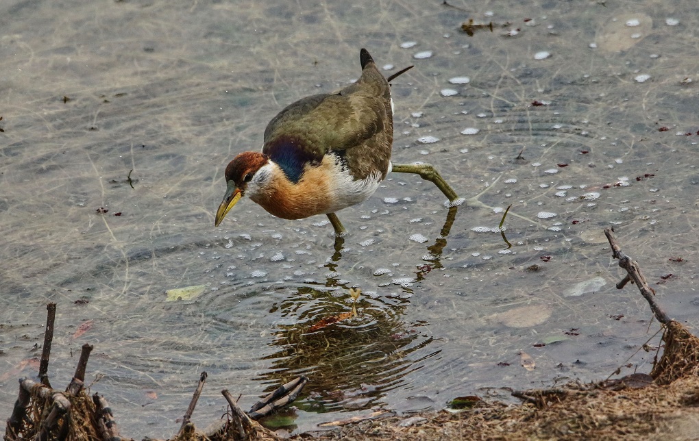A bronze winged jacana hunts for a meal [image by: Manoj Paudel]