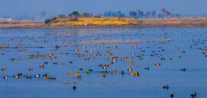 <p>Jagdishpur lake, full of birds, is the largest water body hosting different species in Nepal [image by: Manoj Paudel]</p>