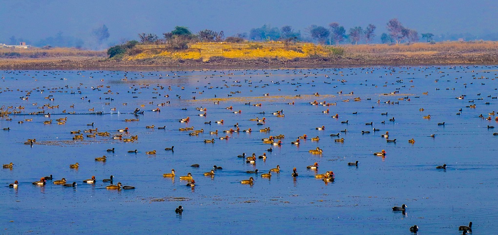 Photo Feature Nepal s Bird Paradise