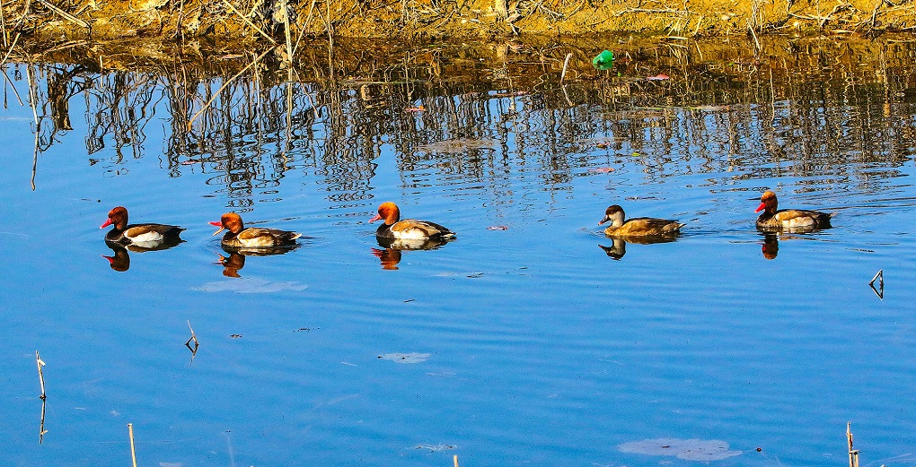 A group of red-crested pochard at the lake