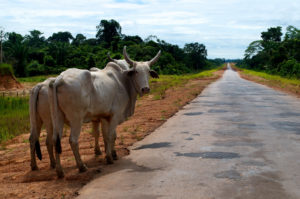 <p>Casi la mitad de los nuevos rebaños de ganado de Brasil están en la Amazonia (imagen: <a href="https://www.flickr.com/photos/cifor/35742990311">CIFOR</a>)</p>