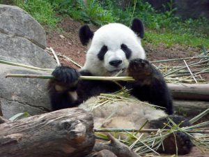 <p>The Panda became a symbol of the environment for China completely detached from economic reasons, or Western iconography [image by: Steews4/Flickr]</p>