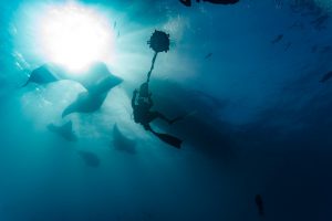 underwater film crew scuba divers photograph several giant manta rays for environmental documentary