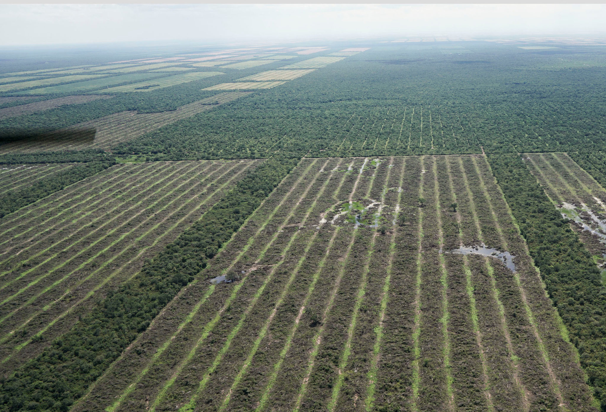 <p>O desmatamento no norte da Argentina desacelerou, mas esforços para contê-lo ainda mais sofrem com falta de recursos (imagem: Greenpeace Argentina)</p>