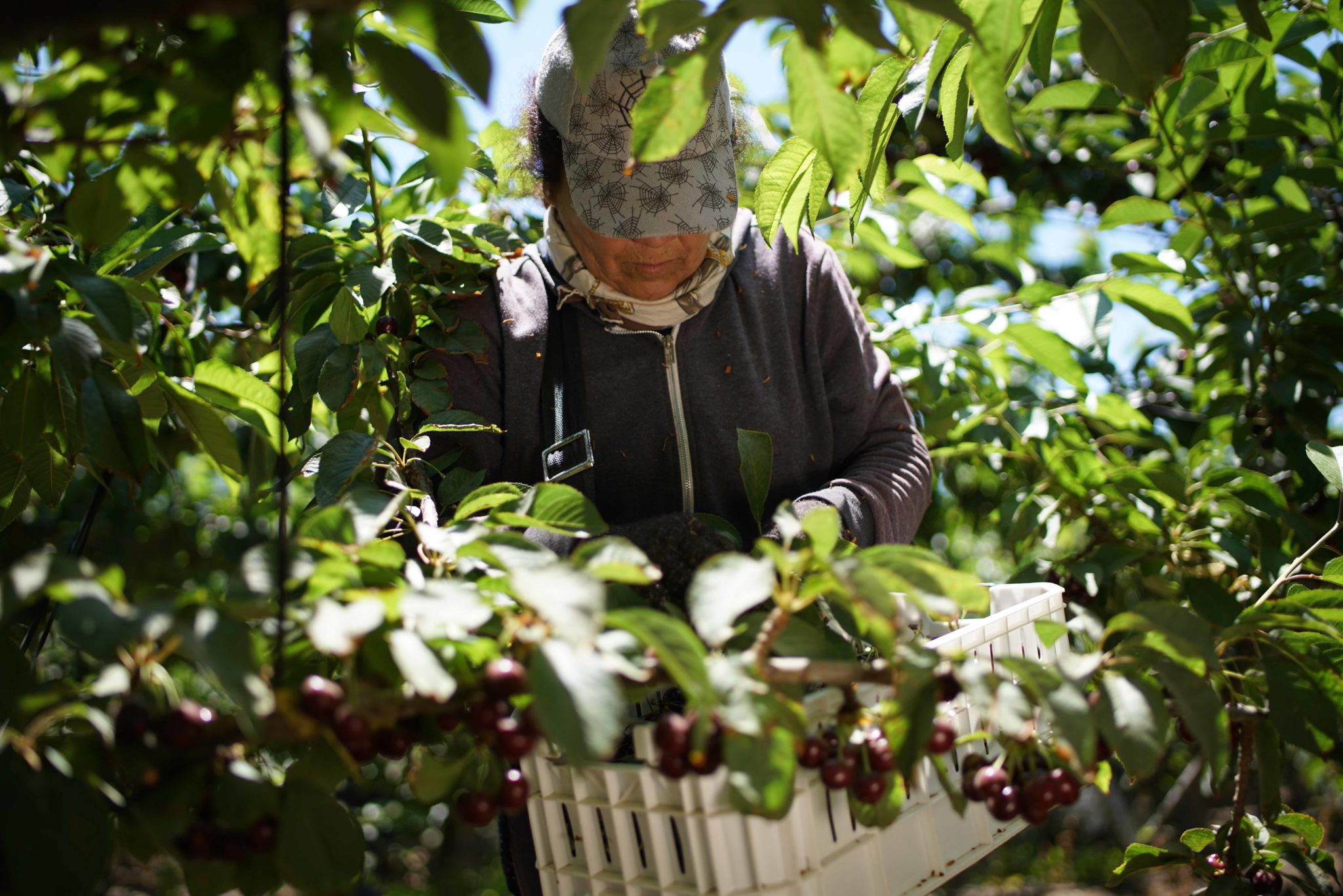person harvesting cherries
