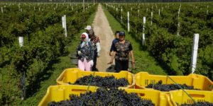 <p>El cambio climático significa que China está produciendo más y diferentes tipos de vino (imagen: <a href="https://www.alamy.com/stock-photo-chinese-farmers-pick-grapes-in-a-vineyard-in-changli-county-hebei-12508162.html?pv=1&amp;stamp=2&amp;imageid=FE3679CD-085B-4E1A-B096-C96847313199&amp;p=15094&amp;n=0&amp;orientation=0&amp;pn=1&amp;searchtype=0&amp;IsFromSearch=1&amp;srch=foo%3dbar%26st%3d0%26pn%3d1%26ps%3d100%26sortby%3d2%26resultview%3dsortbyPopular%26npgs%3d0%26qt%3dvineyard%2520china%26qt_raw%3dvineyard%2520china%26lic%3d3%26mr%3d0%26pr%3d0%26ot%3d0%26creative%3d%26ag%3d0%26hc%3d0%26pc%3d%26blackwhite%3d%26cutout%3d%26tbar%3d1%26et%3d0x000000000000000000000%26vp%3d0%26loc%3d0%26imgt%3d0%26dtfr%3d%26dtto%3d%26size%3d0xFF%26archive%3d1%26groupid%3d%26pseudoid%3d%26a%3d%26cdid%3d%26cdsrt%3d%26name%3d%26qn%3d%26apalib%3d%26apalic%3d%26lightbox%3d%26gname%3d%26gtype%3d%26xstx%3d0%26simid%3d%26saveQry%3d%26editorial%3d1%26nu%3d%26t%3d%26edoptin%3d%26customgeoip%3dGB%26cap%3d1%26cbstore%3d1%26vd%3d0%26lb%3d%26fi%3d2%26edrf%3d0%26ispremium%3d1%26flip%3d0%26pl%3d">Lou Linwei / Alamy Stock Photo</a>)</p>