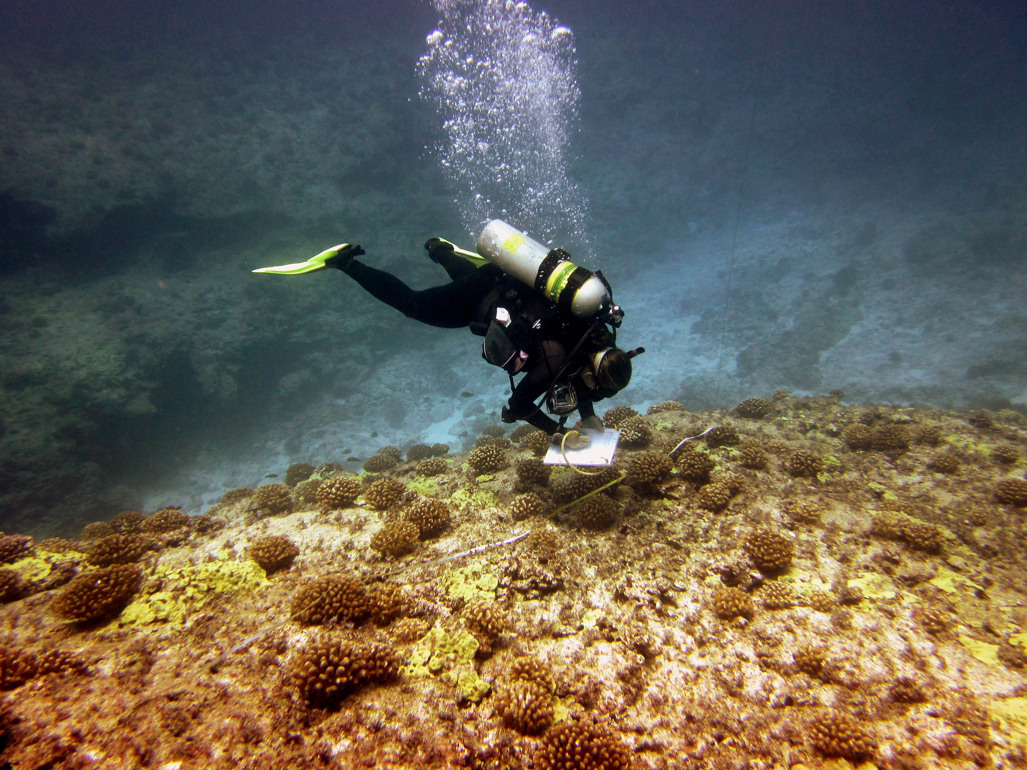 研究人员在Papahānaumokuākea海域进行珊瑚礁评估和监测。