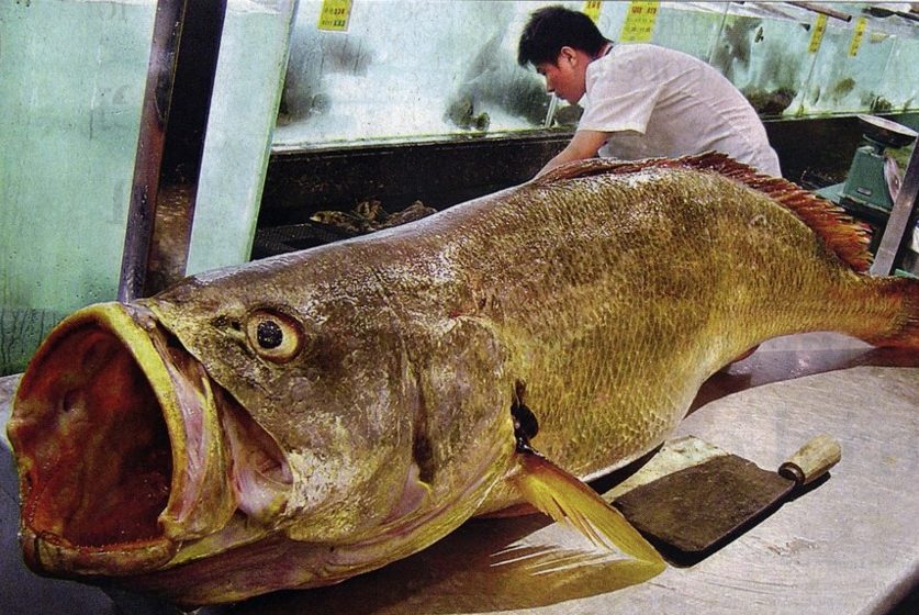 黄唇鱼因其鱼鳔被受追捧现已绝迹。来源: Sadovy &amp; Cheung, 2003