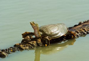 <p>Indian flapshell turtle (Lissemys punctata). Image source:  Dominic Robinson / Alamy</p>