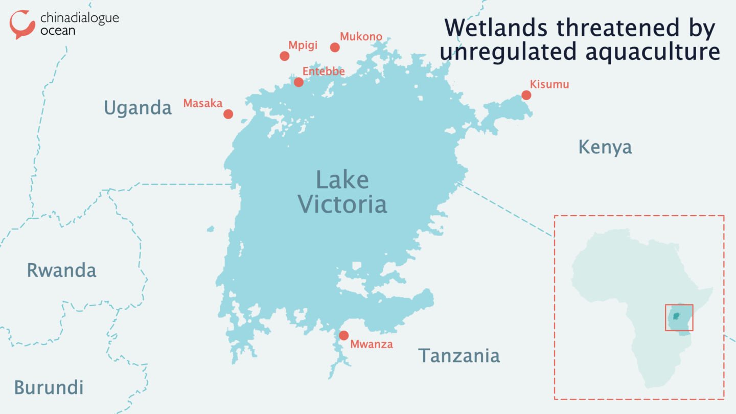 lake victoria, unregulated aquaculture