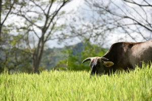 <p>La silvopastura combina ganadería, pasturas y bosques (imagen: <a href="https://www.flickr.com/photos/ciat/27497012926/in/photostream/">CIAT</a>)</p>