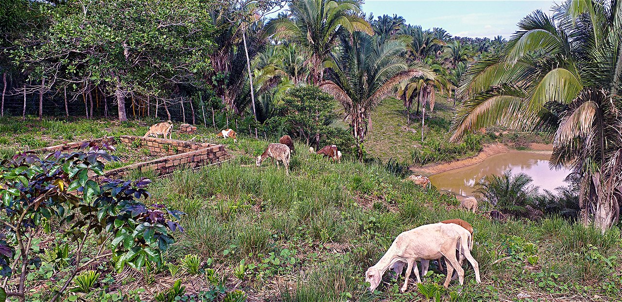 a group of sheep grazing on a hillside