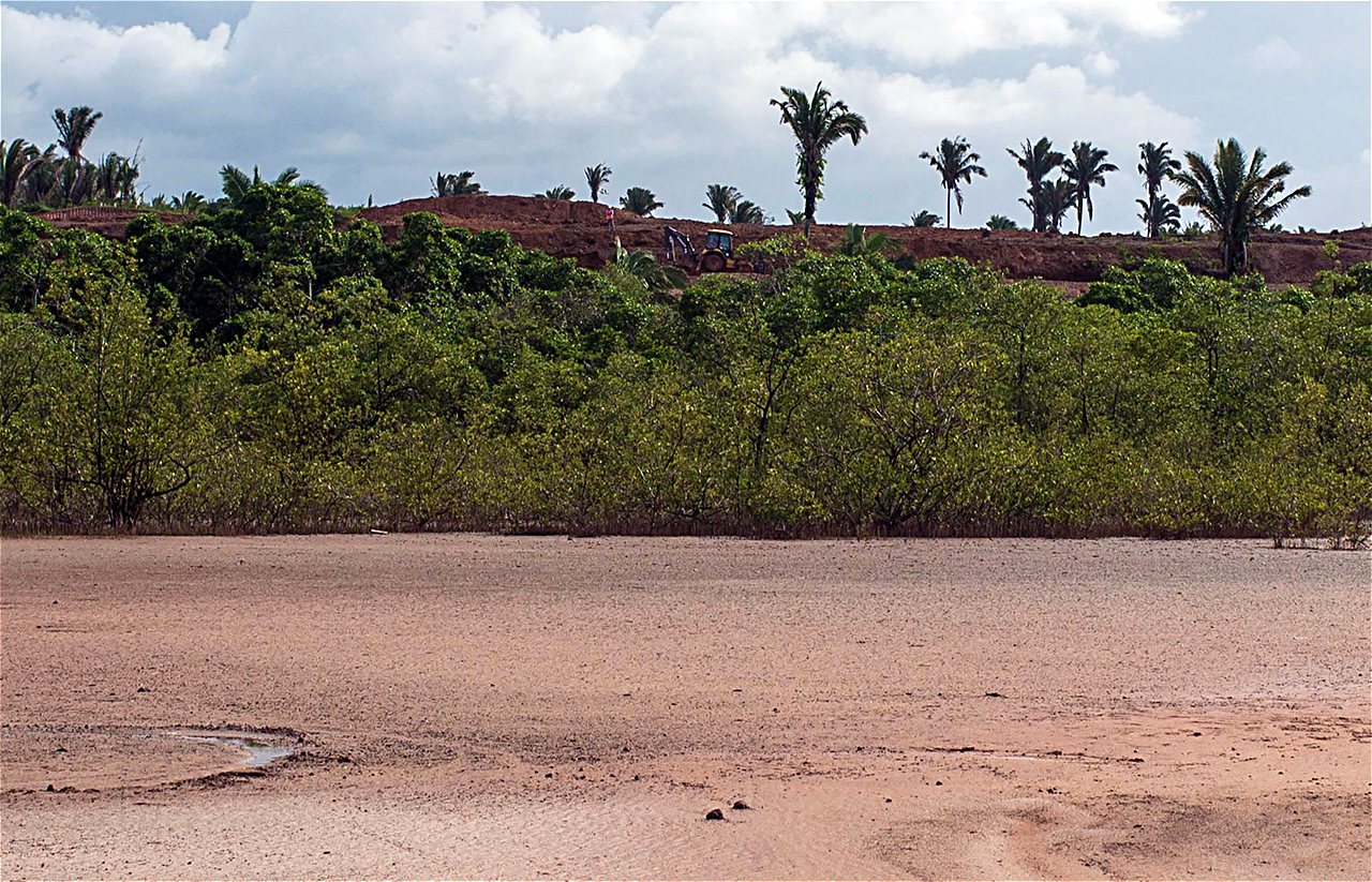 a sandy ground with palm oil trees in the back