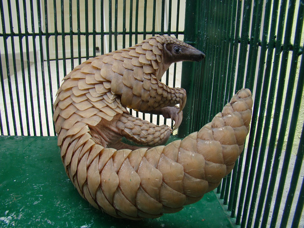 Pangolin in a cage. The pangolin is the most trafficked species on the planet [image by: Sandeep Kumar]